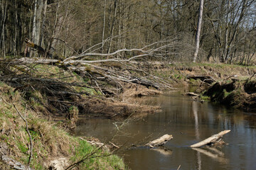 Fototapeta na wymiar Narewka River in early spring
