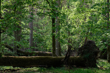 Old natural deciduous stand with old oak trees