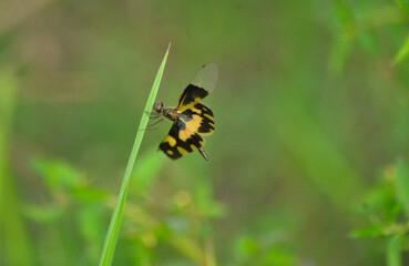 Dragonfly on a leaf