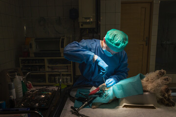 Veterinary surgeon in process of surgery operation on a dog's leg. Vet doctor in blue gloves, mask,...