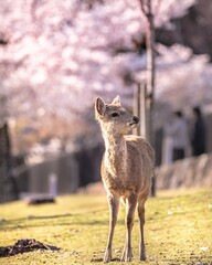 鹿と桜～　CherryBlossom Deer