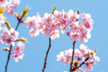 河津桜　満開