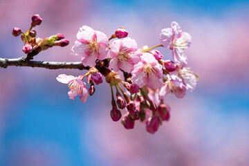 河津桜　アップ