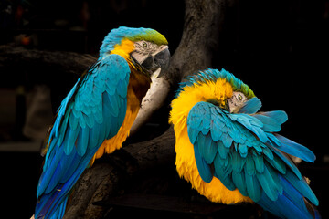 blue and yellow macaw
