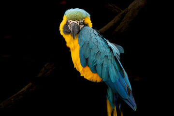 blue and yellow macaw