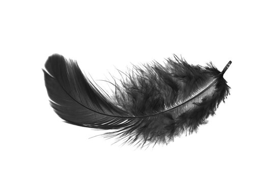 Black Bird Fluffly Feather Isolated on White Background