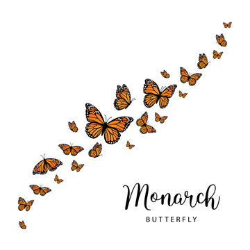 Fiying Monarch butterflies. Vector illustration isolated on white background