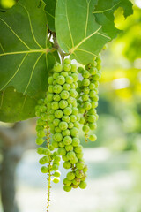 Seagrape (Coccoloba uvifera) fruit on a branch of an seagrape tree in the garden.