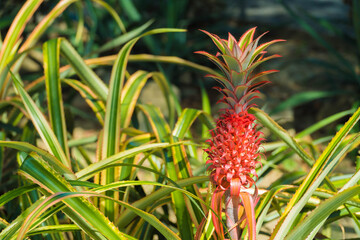Red pineapple growing at the farm.