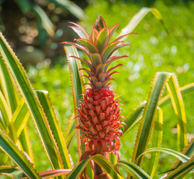 Red pineapple growing at the farm.
