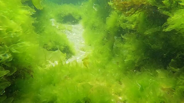 Underwater slow motion 4k 60fps footage of green algae on shallow waters reef.