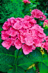 A red flowering branch of hydrangeas in the garden in the spring.