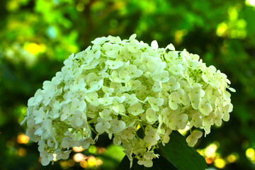 A light flowering branch of hydrangeas in the park in summer. The background of nature.