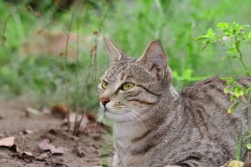 a tabby cat sitting Solitude in the garden with defocused background of green grasses in park