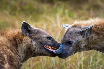 Tuinposter Gevlekte hyena of lachende hyena (Crocuta crocuta) die onderdanig gedrag vertoont door de oren af te vlakken en tanden te laten zien. Mpumalanga. Zuid-Afrika. © Roger de la Harpe