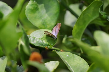 a small butterfly sitting on a lemon green leaf