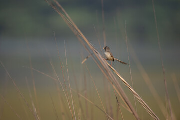 Brown Prinia with a catch