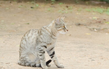 A tabby cat sitting alone on land