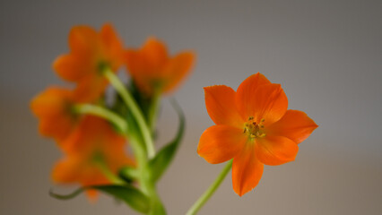 Beautiful close-up of an Ornithogalum