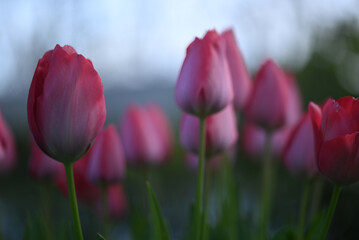 Beautiful close-up of a tulip