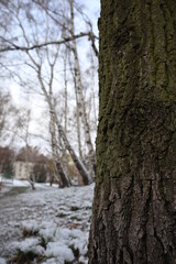 snow-covered park on the estate