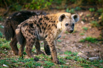 Spotted hyena or laughing hyena (Crocuta crocuta) cub. Kruger National Park. Mpumalanga. South Africa.