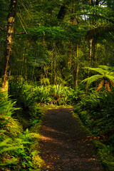 Tramping path in the forest