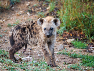 Spotted hyena or laughing hyena (Crocuta crocuta) juvenile, showing penis or pseudo-penis depending whether it's male or female. Kruger National Park. Mpumalanga. South Africa.