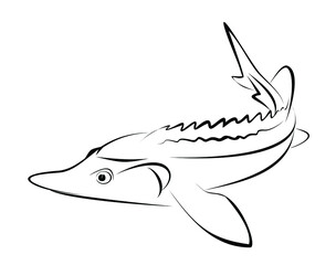 Sketch of  fish of the sturgeon family