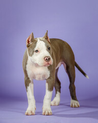 Young american staffordshire terrier on blue background in studio