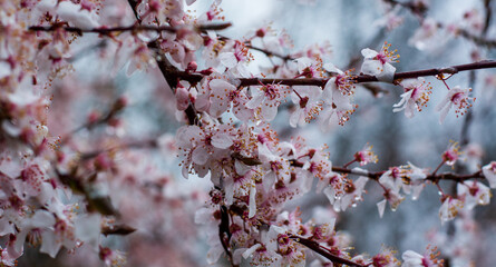 the rain wets the flowers of spring