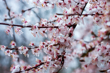 the trees covered with spring flowers