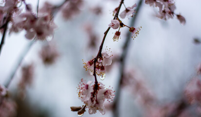 water drops falling from spring flowers After the rain