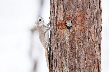 春のエゾモモンガ