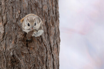 春のエゾモモンガ
