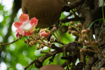 Closeup of cannonball flower, Couroupita guianensis