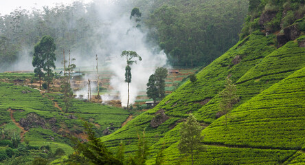 Fototapeta na wymiar Tea plantation, Nuwara Eliya, Sri Lanka