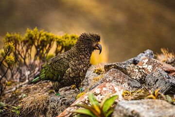 Kea - alpine parrot
