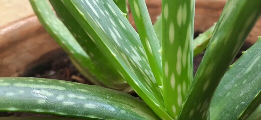 grass in the morningplant, grass, nature, leaf, spring, water, macro, garden, summer, leaves, close-up, closeup, fresh, growth, green, drop, texture, dew, freshness, meadow, field, food, flower, drops
