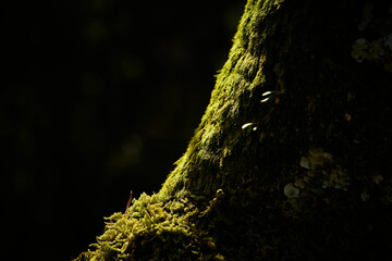 木の幹を覆う苔