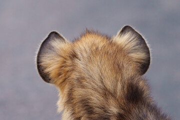 Obraz premium Spotted hyena or laughing hyena (Crocuta crocuta) rear viewing showing ears. Kruger National Park. Mpumalanga. South Africa.