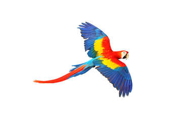 Colorful macaw parrot isolated on white background.