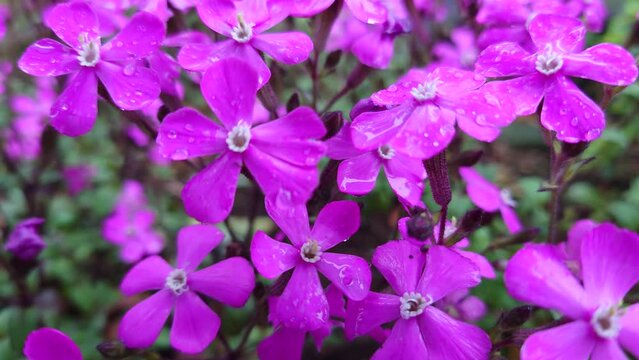 虫取撫子、シレネ、雨、Rain、Garden catchfly、 Silene armeria、むしとりなでしこ【撮影日時】2022-04-03