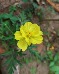 Beautiful yellow flower. A small yellow flowering plant.