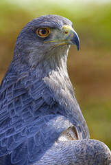 Aguja oder Blaubussard
Chilean blue eagle or black-chested buzzard-eagle (Geranoaetus melanoleucus)