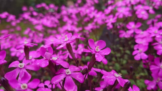 虫取撫子、シレネ、雨、Rain、Garden catchfly、 Silene armeria、むしとりなでしこ【撮影日時】2022-04-03