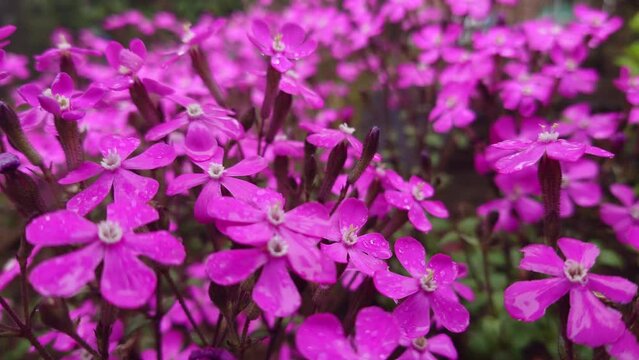 虫取撫子、シレネ、雨、Rain、Garden catchfly、 Silene armeria、むしとりなでしこ【撮影日時】2022-04-03