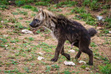 Naklejka na ściany i meble Spotted hyena or laughing hyena (Crocuta crocuta) juvenile, showing penis or pseudo-penis depending whether it's male or female. Kruger National Park. Mpumalanga. South Africa.