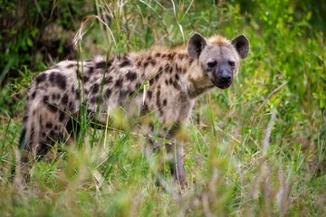 Foto op Aluminium Gevlekte hyena of lachende hyena (Crocuta crocuta). Kruger nationaal park. Mpumalanga. Zuid-Afrika. © Roger de la Harpe