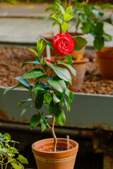 Camellia japonica rubra in blossom. Red flower of camellia japonica in greenhouse